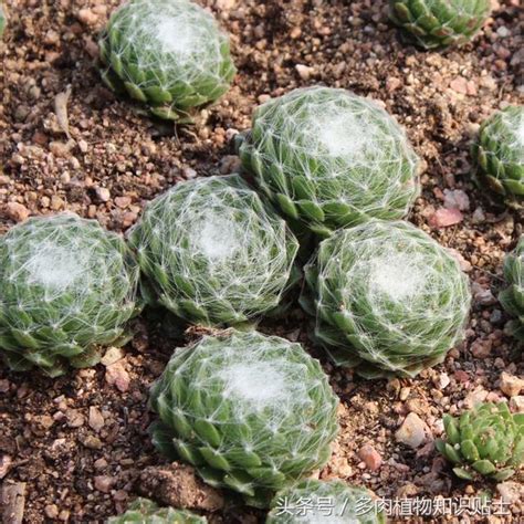 屋頂長生花|卷絹Sempervivum arachnoideum